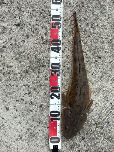 マゴチの釣果