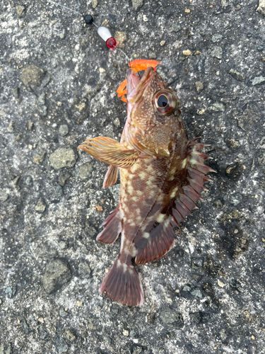 ガシラの釣果