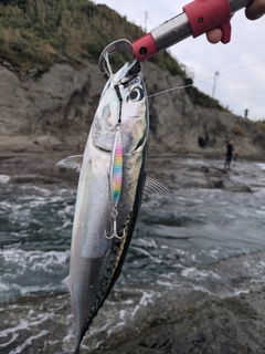ソウダガツオの釣果