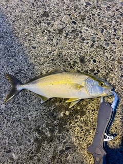 ショゴの釣果