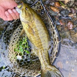 スモールマウスバス