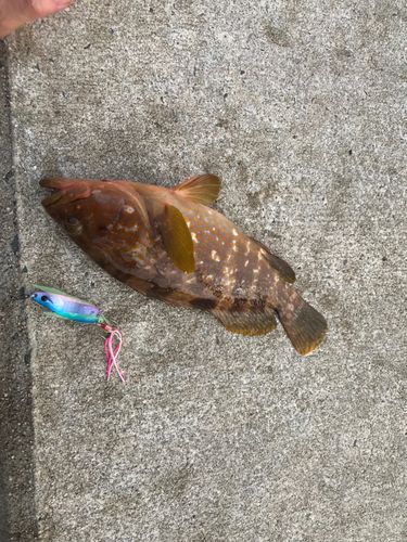 アコウ