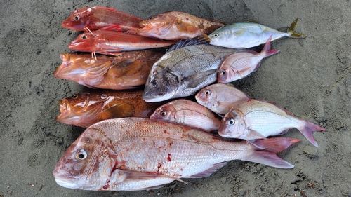 キジハタの釣果