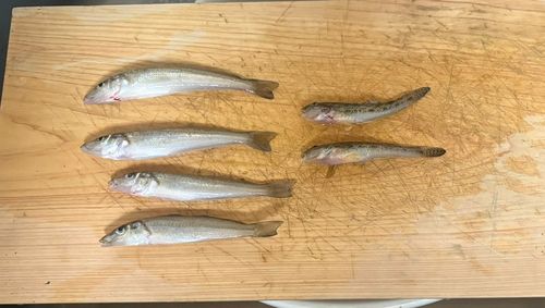 キスの釣果