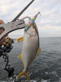 ショゴの釣果