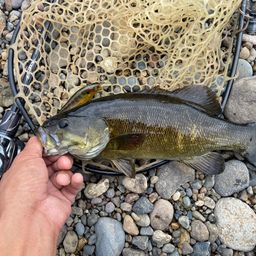 スモールマウスバス