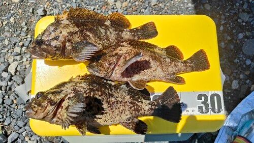 ムラソイの釣果