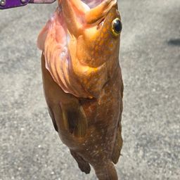 アコウ