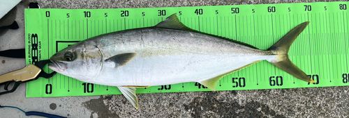 ヒラマサの釣果