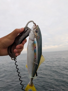 ワカシの釣果