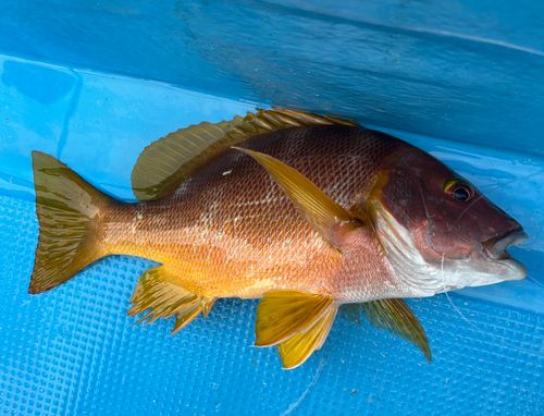 シブダイの釣果
