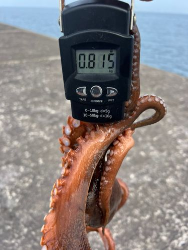タコの釣果