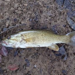 スモールマウスバス