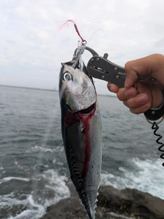マルソウダの釣果