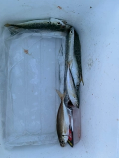 サバの釣果
