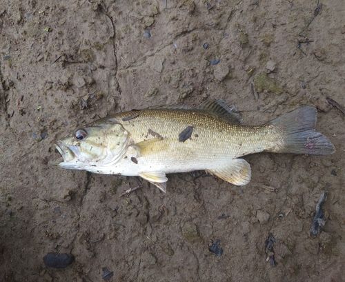 スモールマウスバスの釣果