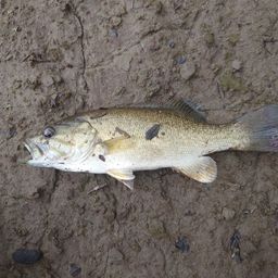 スモールマウスバス