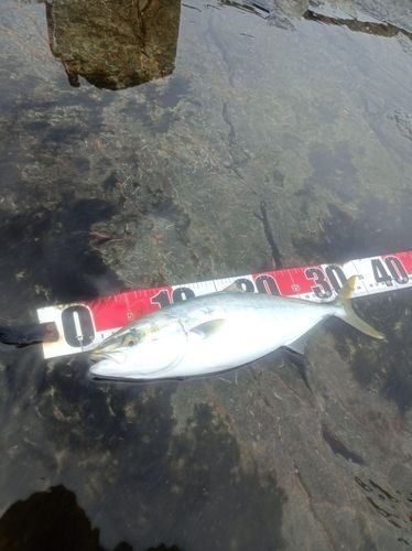 ワカシの釣果