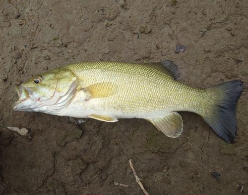 スモールマウスバスの釣果