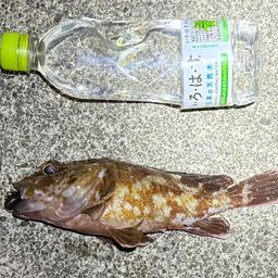 カサゴ