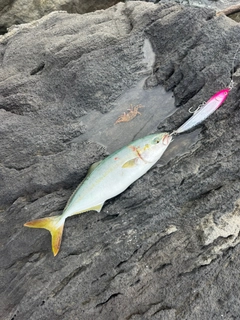 ワカシの釣果