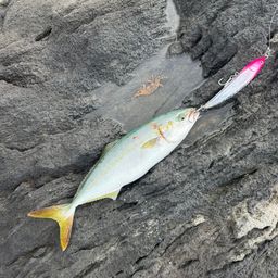 ワカシ