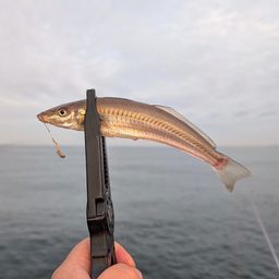 シロギス