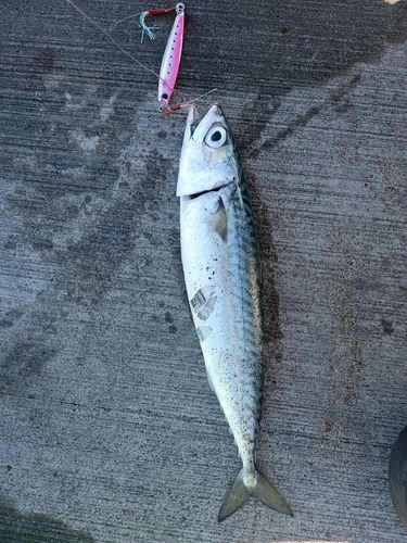 サバの釣果