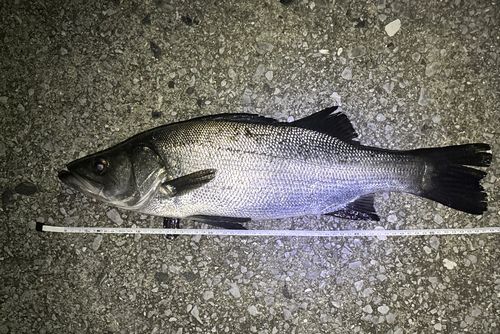ヒラスズキの釣果