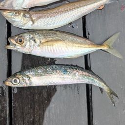 ウルメイワシ