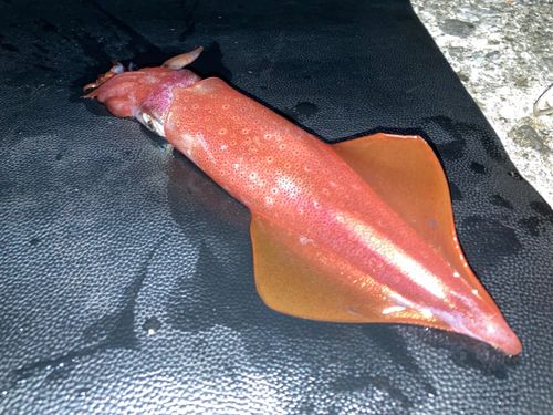 ケンサキイカの釣果