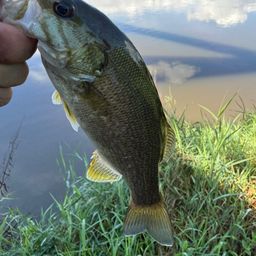 スモールマウスバス