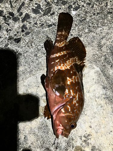 キジハタの釣果