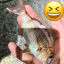 マダイ