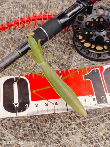 カマキリの釣果