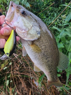 ラージマウスバスの釣果