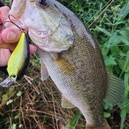 ラージマウスバス