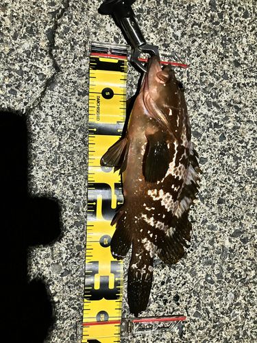 キジハタの釣果