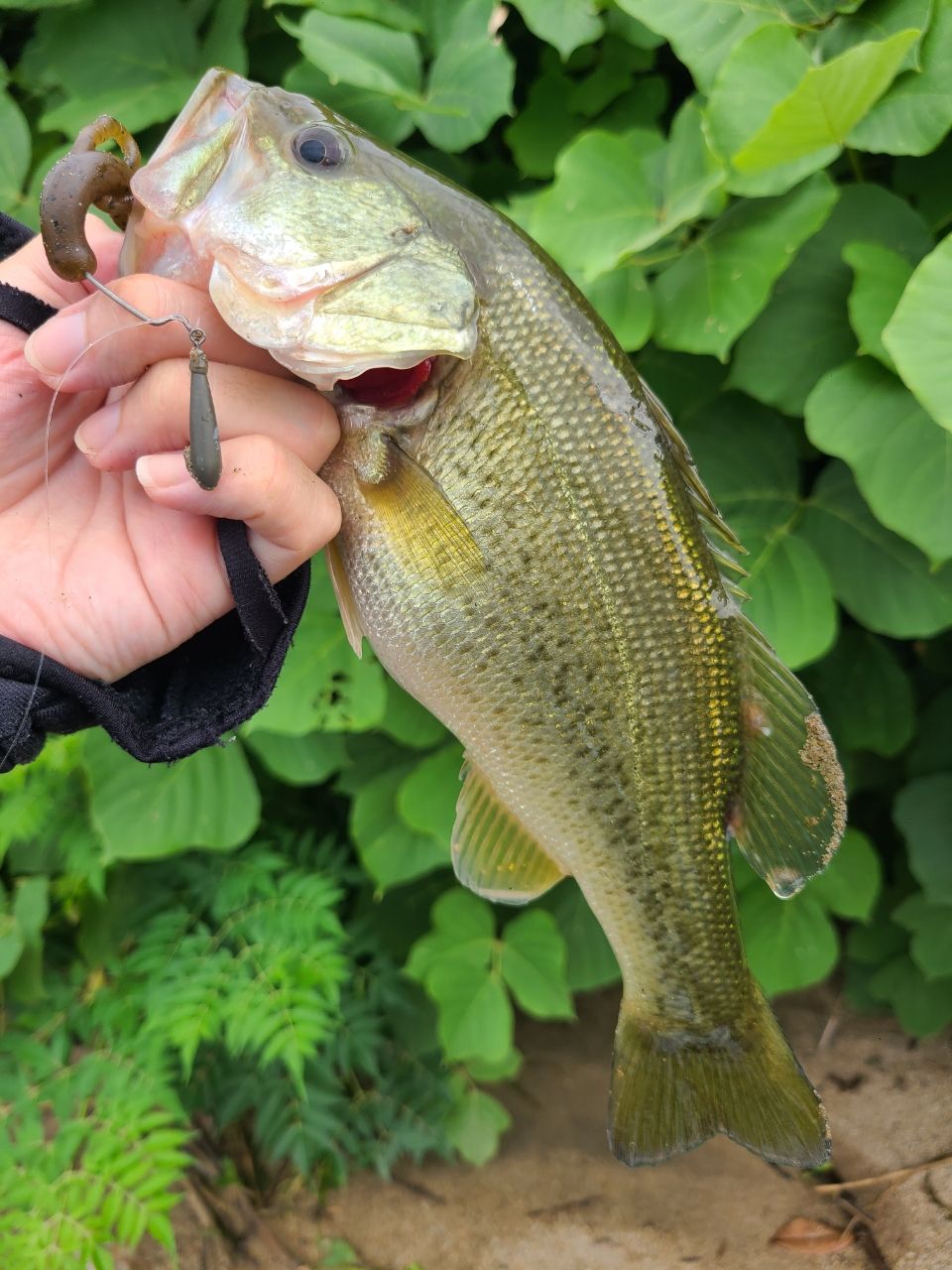 ラージマウスバス