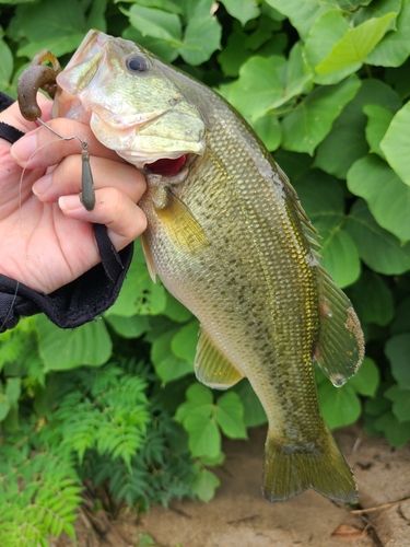 ラージマウスバスの釣果
