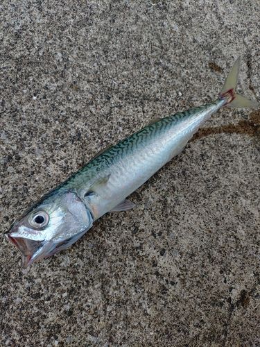 サバの釣果