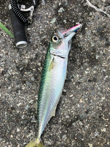 サバの釣果