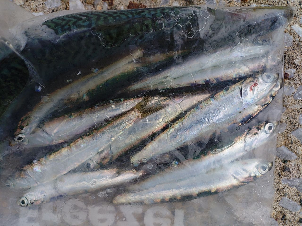 カタクチイワシ