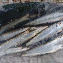 カタクチイワシ