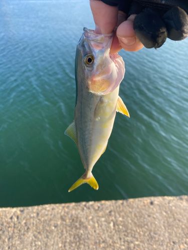 フクラギの釣果
