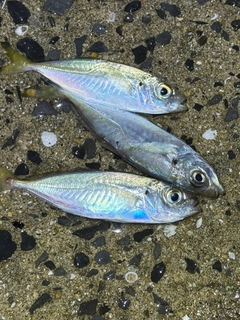 アジの釣果