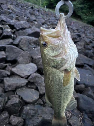 ラージマウスバスの釣果