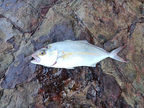 ネリゴの釣果