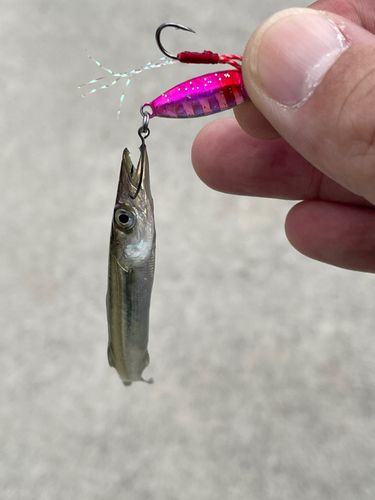 カマスの釣果