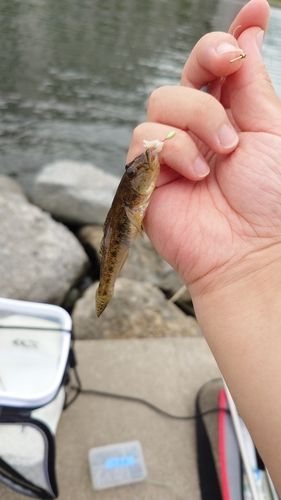 マハゼの釣果